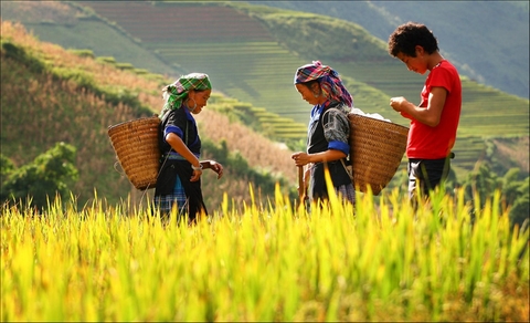 Mùa Lúa Chín Hà Giang – Bức Tranh Vàng Trên Núi Rừng Đông Bắc