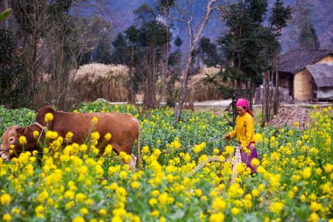 Du lịch Hà Giang tháng 12 – Mùa đông đẹp nhất trên miền đá và điểm dừng chân lý tưởng tại H’Mong Village