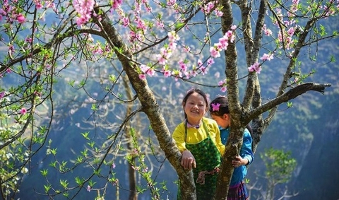 Tết âm 2026 du lịch Hà Giang – săn hoa đào vùng cao cùng H’Mong Village