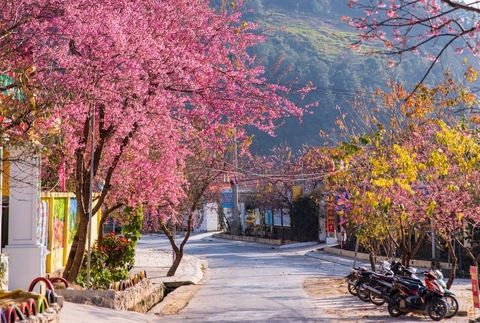 Mùa hoa mai anh đào ở Hà Giang tháng 12/2025 – Sắc hồng dịu dàng giữa cao nguyên đá