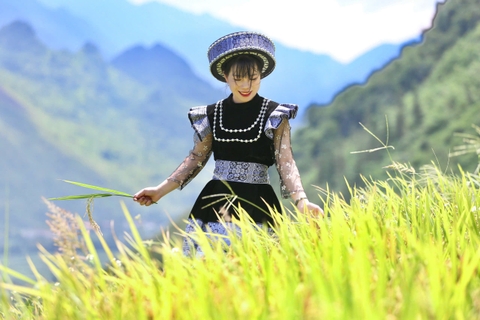 THÁNG 9 - THÁNG CỦA MÙA LÚA CHÍN