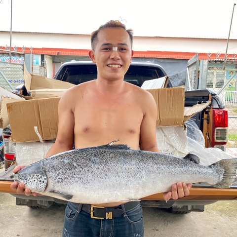 Cá Hồi Nguyên Con