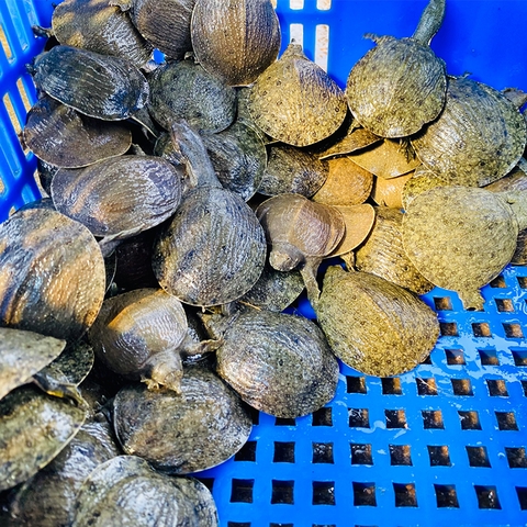 BaBa Giống