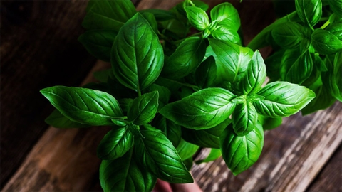 Húng tây ( Basil )