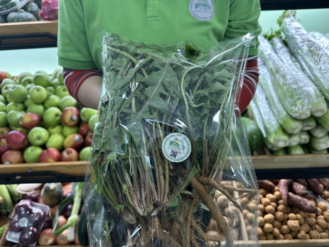 Bồ công anh ( Thân xanh , rễ , hoa vàng )