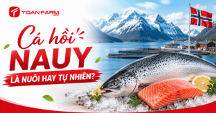 Cá hồi Nauy là nuôi hay tự nhiên?