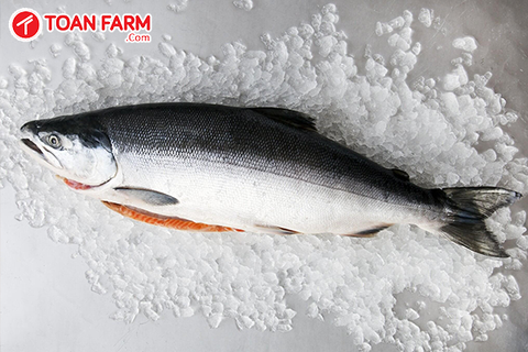 Cách chọn mua cá hồi Nauy nhập khẩu nguyên con cho những ai chưa biết