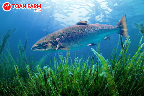 Cá hồi Nauy sống ở đâu? và đặc điểm riêng của cá hồi Nauy