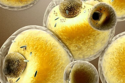 Muốn giảm cân, chỉ ăn kiêng thôi là chưa đủ!