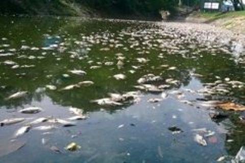 Hệ luỵ từ ô nhiễm nguồn nước và cách phòng tránh