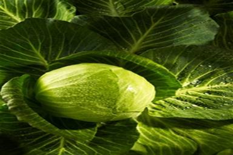 Nhiều loại rau đang bị ô nhiễm kim loại nặng