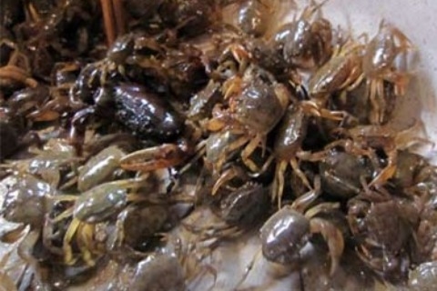 Bàng hoàng phát hiện lí do người Hà Nội hay bị ung thư, suy thận, vô sinh, sẩy thai