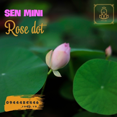 Chậu Sen mini Rose Dot