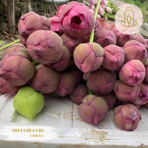 Củ giống sen Quan Âm hồng