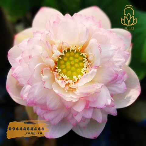 Hạt giống Phật Âm