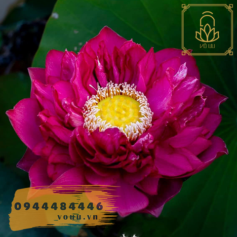 Củ giống sen Red Flag