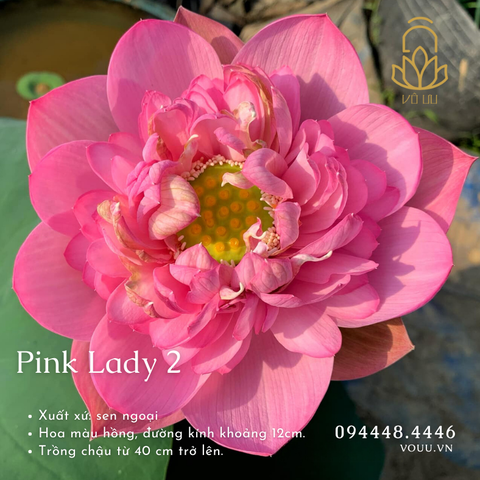 Củ giống Pink Lady 2