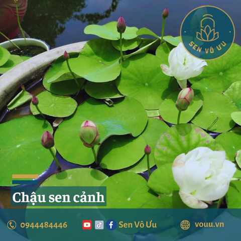 Đất - bùn trồng sen súng 2kg | Sen Vô Ưu