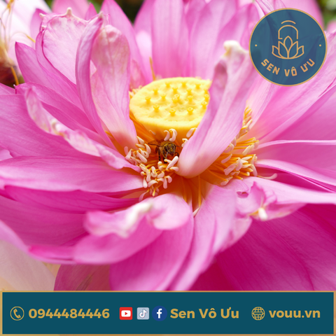 Giống Sen Bách Diệp Hồ Tây | Sen Vô Ưu