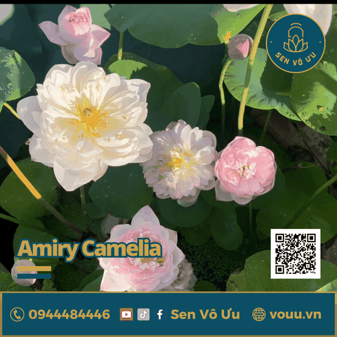 Củ sen giống Amiry Camelia | Sen Vô Ưu