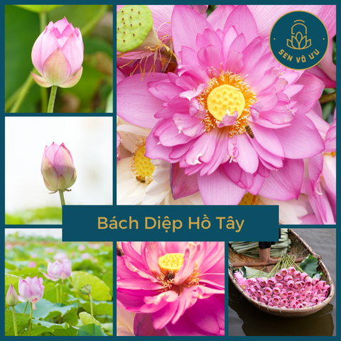 Giống Sen Bách Diệp Hồ Tây | Sen Vô Ưu