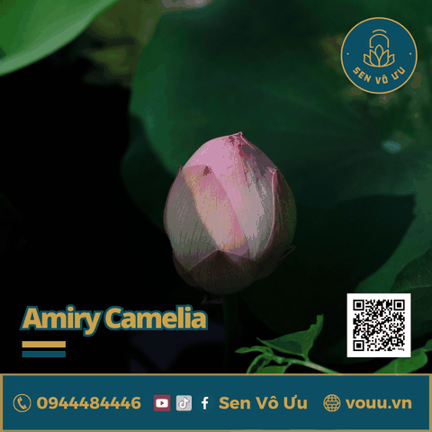 Củ sen giống Amiry Camelia | Sen Vô Ưu