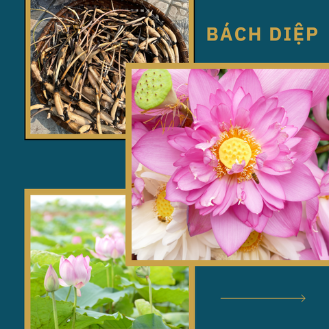 Giống Sen Bách Diệp Hồ Tây | Sen Vô Ưu