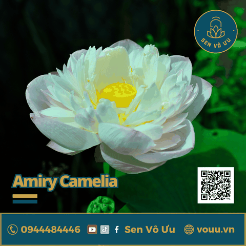 Củ sen giống Amiry Camelia | Sen Vô Ưu