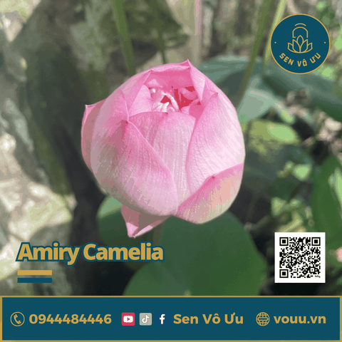 Củ sen giống Amiry Camelia | Sen Vô Ưu