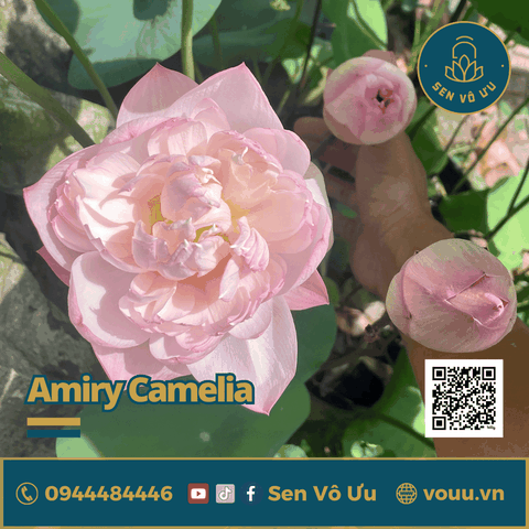 Củ sen giống Amiry Camelia | Sen Vô Ưu