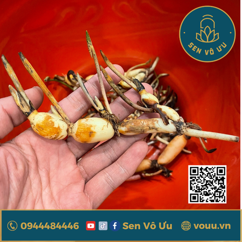Giống sen vàng Jade in Jinling Lotus | Sen Vô Ưu