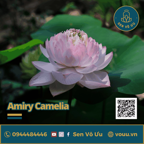 Củ sen giống Amiry Camelia | Sen Vô Ưu