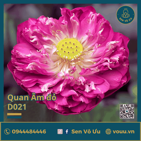 Giống sen Quan Âm đỏ | Sen Vô Ưu