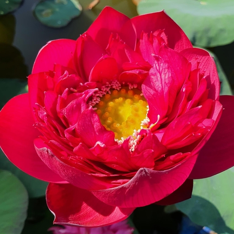 New red lotus