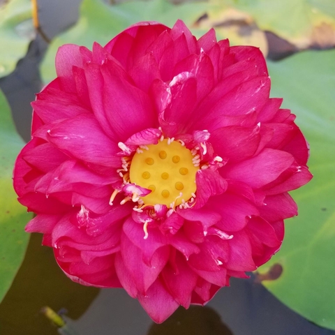 Thúy Túy Hồng An