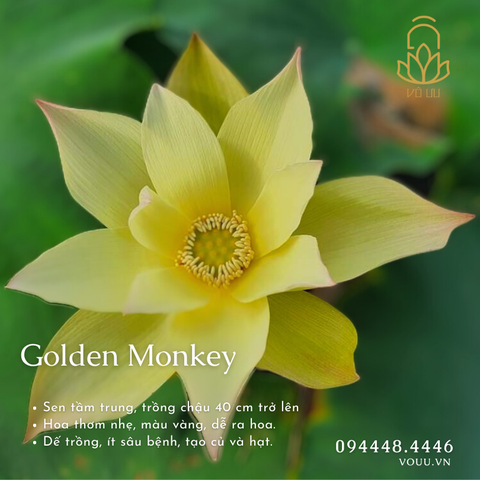 Củ giống Golden Monkey | Sen Vô Ưu