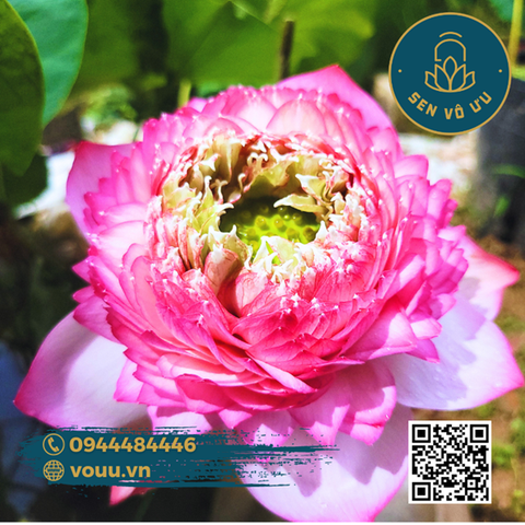 Giống sen Juwaba | Sen Vô Ưu