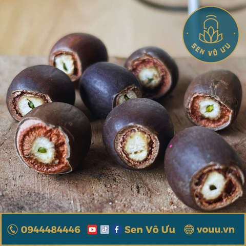 Giống sen vàng Tần Hoài Yến Vũ | Sen Vô Ưu