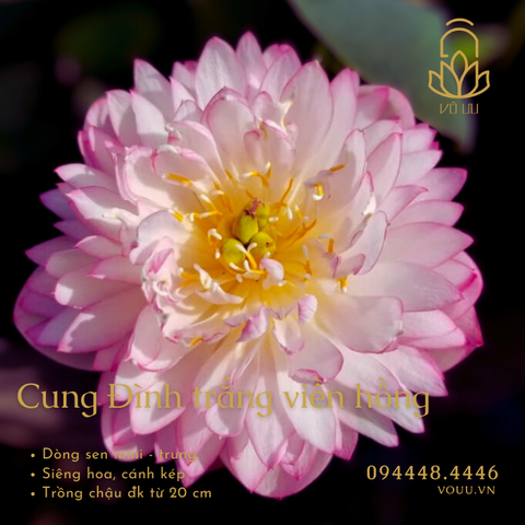 Cung Đình trắng viền hồng