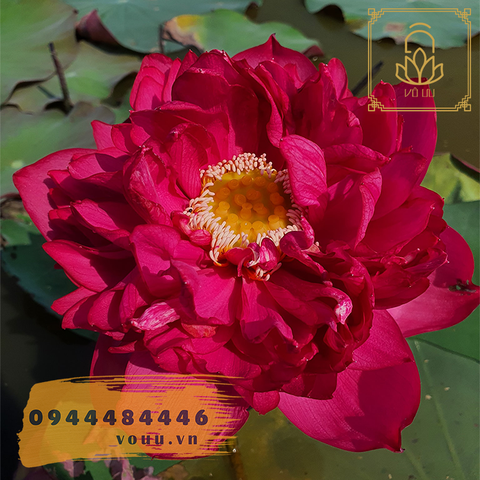 Củ giống sen Red Flag