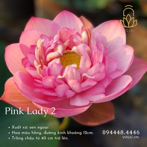 Củ giống Pink Lady 2