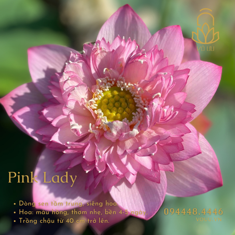 Củ giống Pink Lady