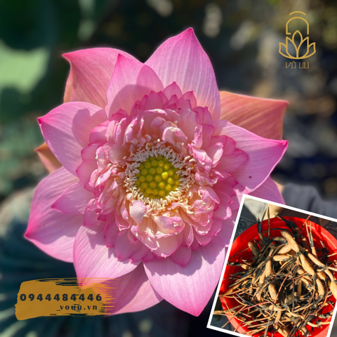 Củ giống Pink Storm