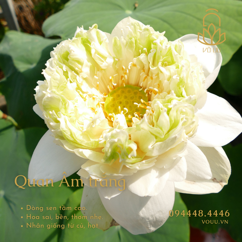 Củ giống sen Quan Âm trắng