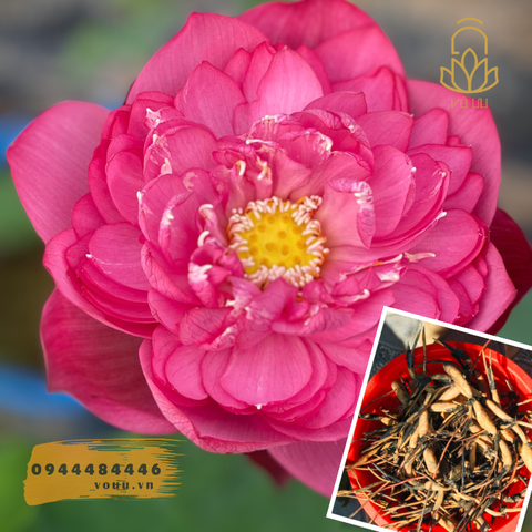 Củ giống Red Storm