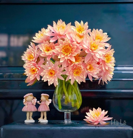 Bó 10 bông hoa súng Thái màu cá Hồi