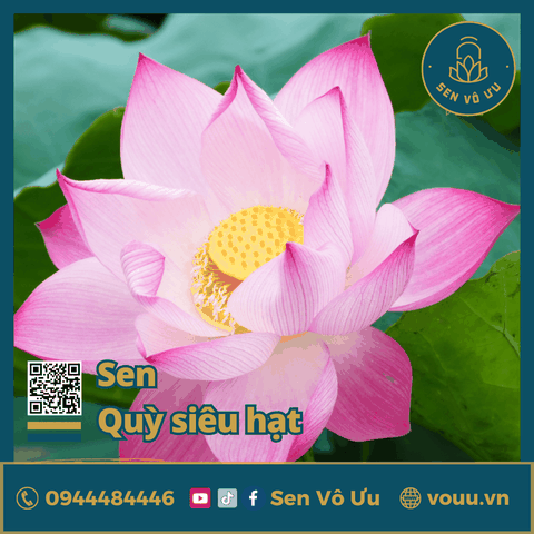 Giống sen Quỳ siêu hạt | Sen Vô Ưu