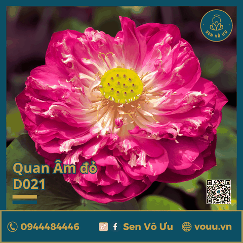 Giống sen Quan Âm đỏ | Sen Vô Ưu