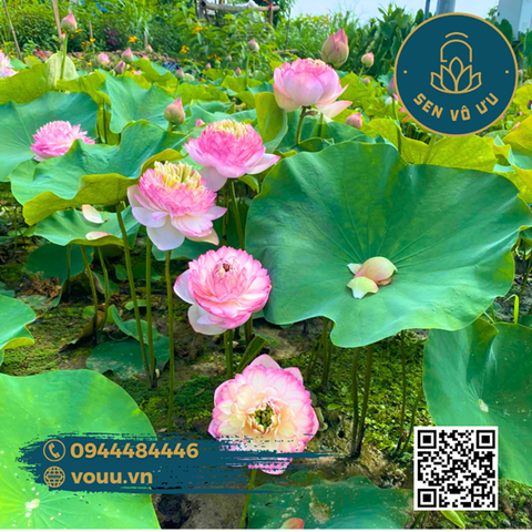 Giống sen Juwaba | Sen Vô Ưu