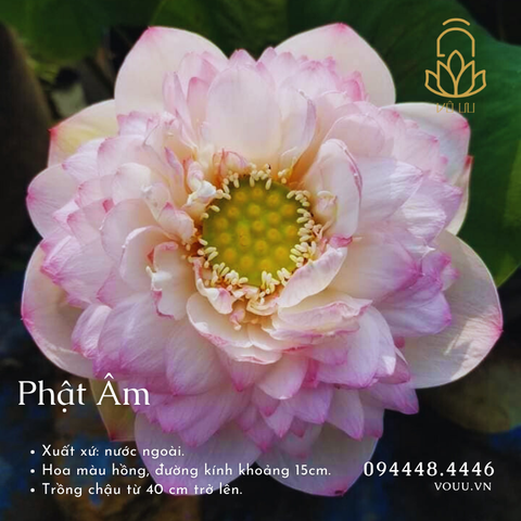 Hạt giống Phật Âm